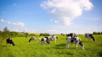 Agriculture & Élevage
